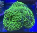 GREEN HAMMER           CORAL
